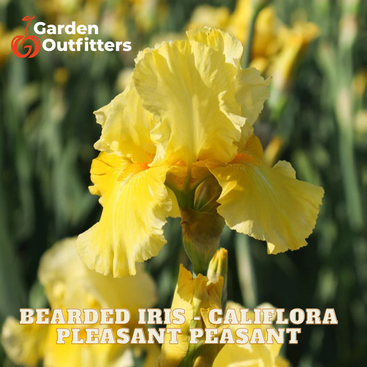 A close-up of a bright yellow bearded iris flower in a garden setting, with the text 'Bearded Iris - Califlora Pleasant Peasant' and a Garden Outfitters logo visible.