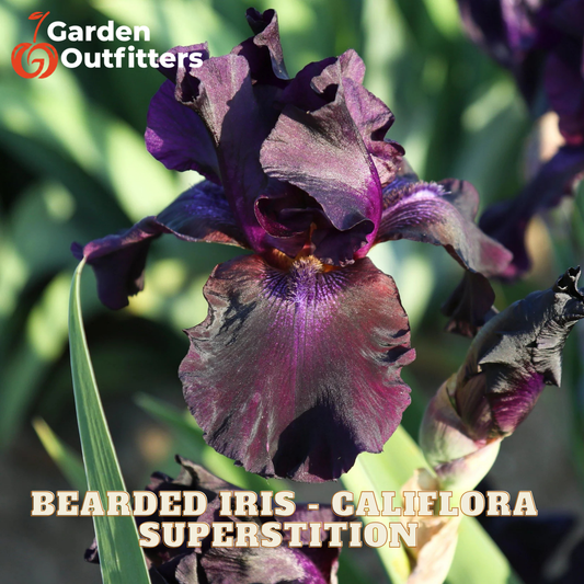 A close-up of a dark purple bearded iris flower with deep burgundy shading, shown in a garden setting with green foliage. Text overlays read 'Garden Outfitters' and 'BEARDED IRIS - CALIFORNA SUPERSTITION'.
