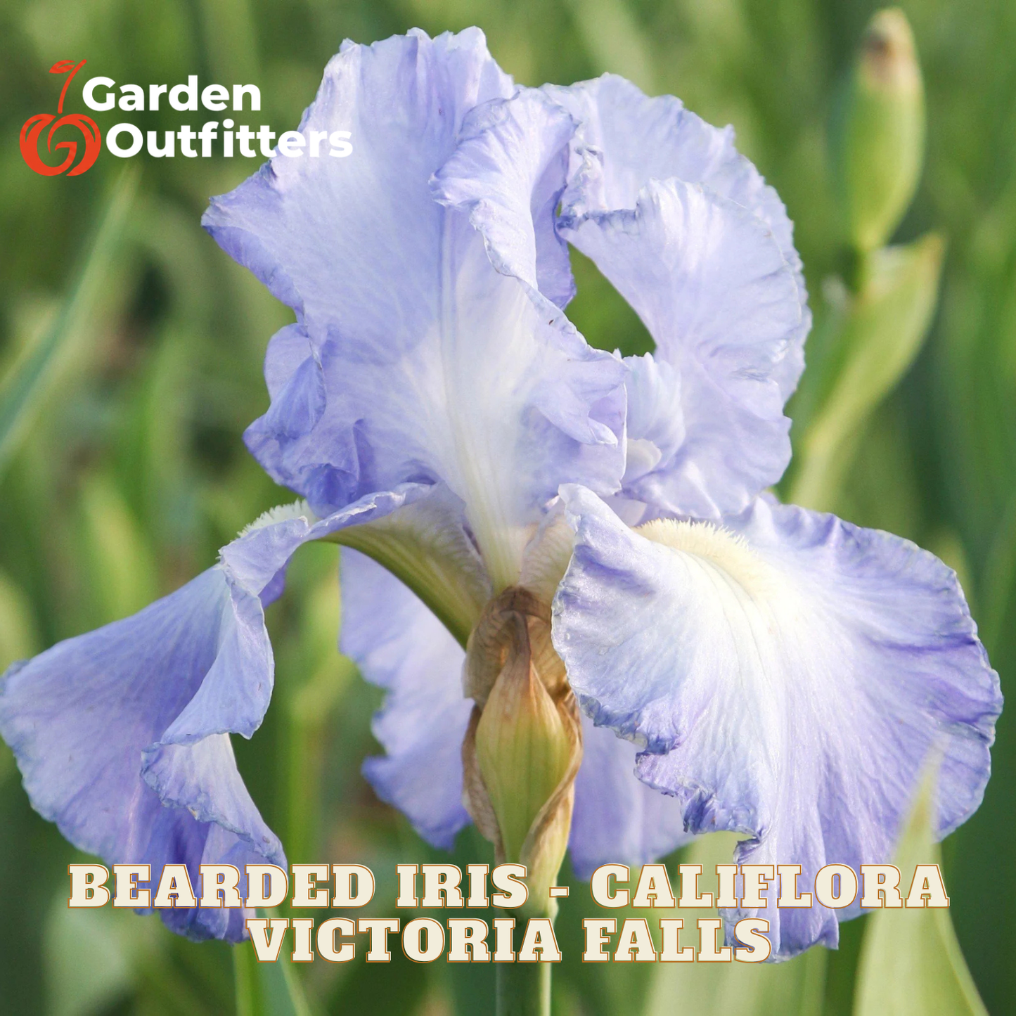 A close-up of a blooming bearded iris caliptra var. victoria falls flower with pale lavender-blue petals and a green center, set against a blurred green garden background.