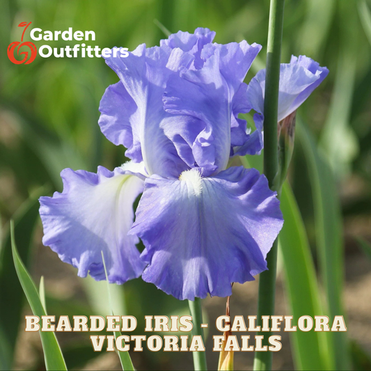 A close-up of a blooming bearded iris flower in shades of lavender and white, set against a blurred green garden background. Text overlays read 'Garden Outfitters' and 'BEARDED IRIS - CALIFLORA VICTORIA FALLS'.