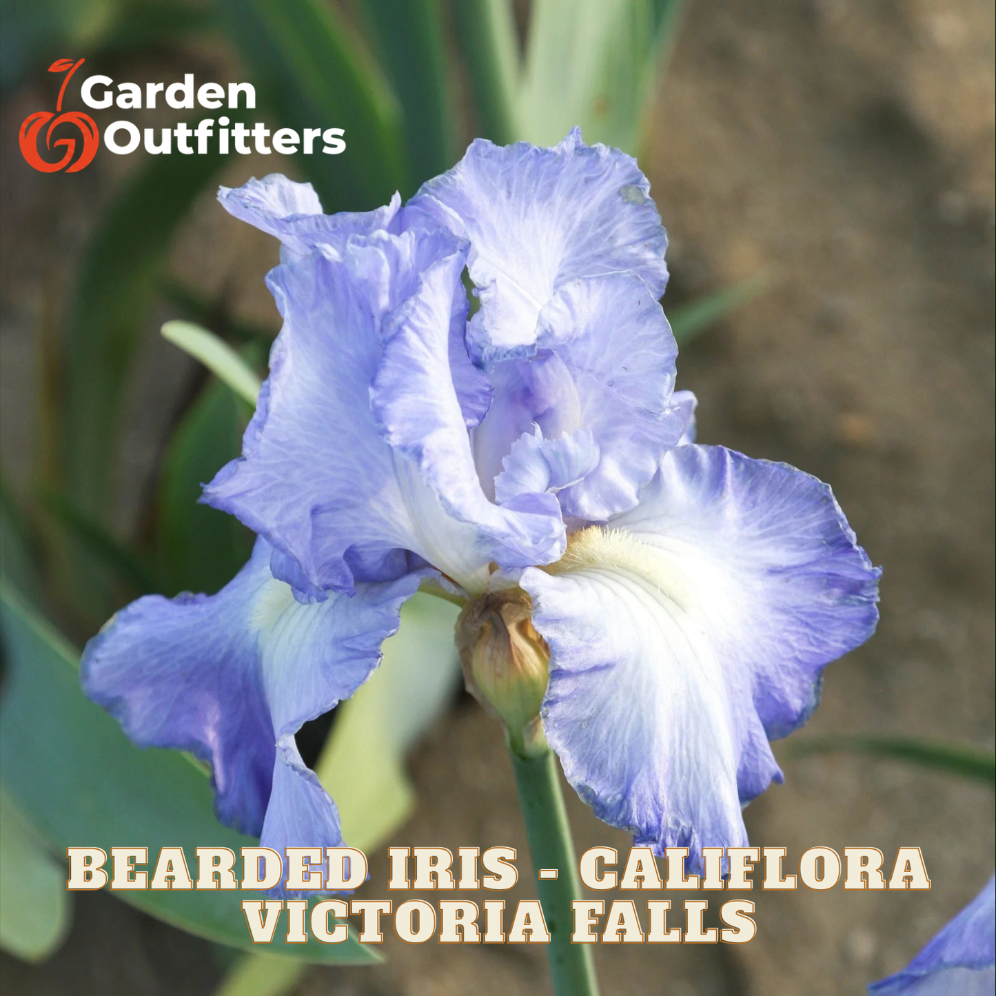 A close-up of a blooming bearded iris flower in soft lavender-blue and white, with green leaves and a blurred natural background. Text at the bottom reads 'BEARDED IRIS - CALIFLORA VICTORIA FALLS,' and the Garden Outfitters logo appears in the top left.