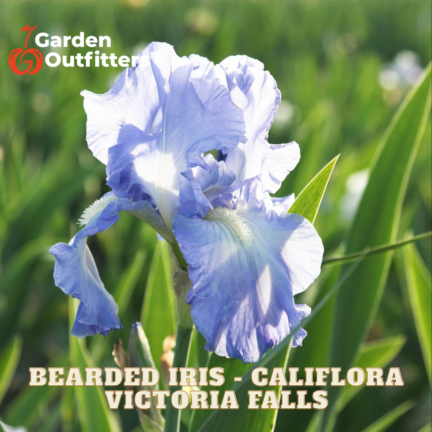 A close-up of a blue and white bearded iris flower in a garden setting with green foliage. The text 'Garden Outfitter' is in the top-left corner, and 'BEARDED IRIS - CALIFLORA VICTORIA FALLS' is written at the bottom.