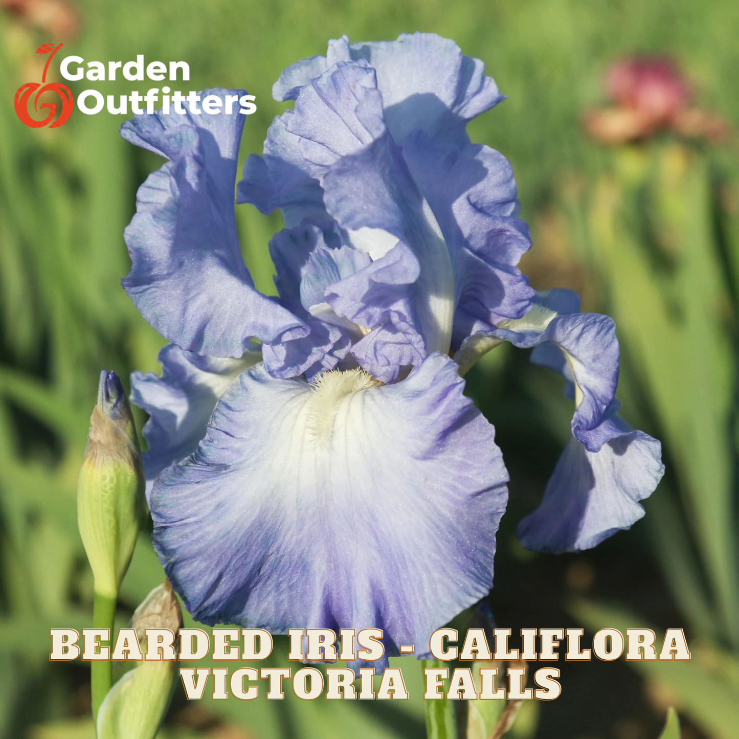 A close-up of a blue-purple bearded iris flower with green foliage in the background, with the text 'Garden Outfitters' and 'BEARDED IRIS - CALIFLORA VICTORIA FALLS' overlaid on the image.