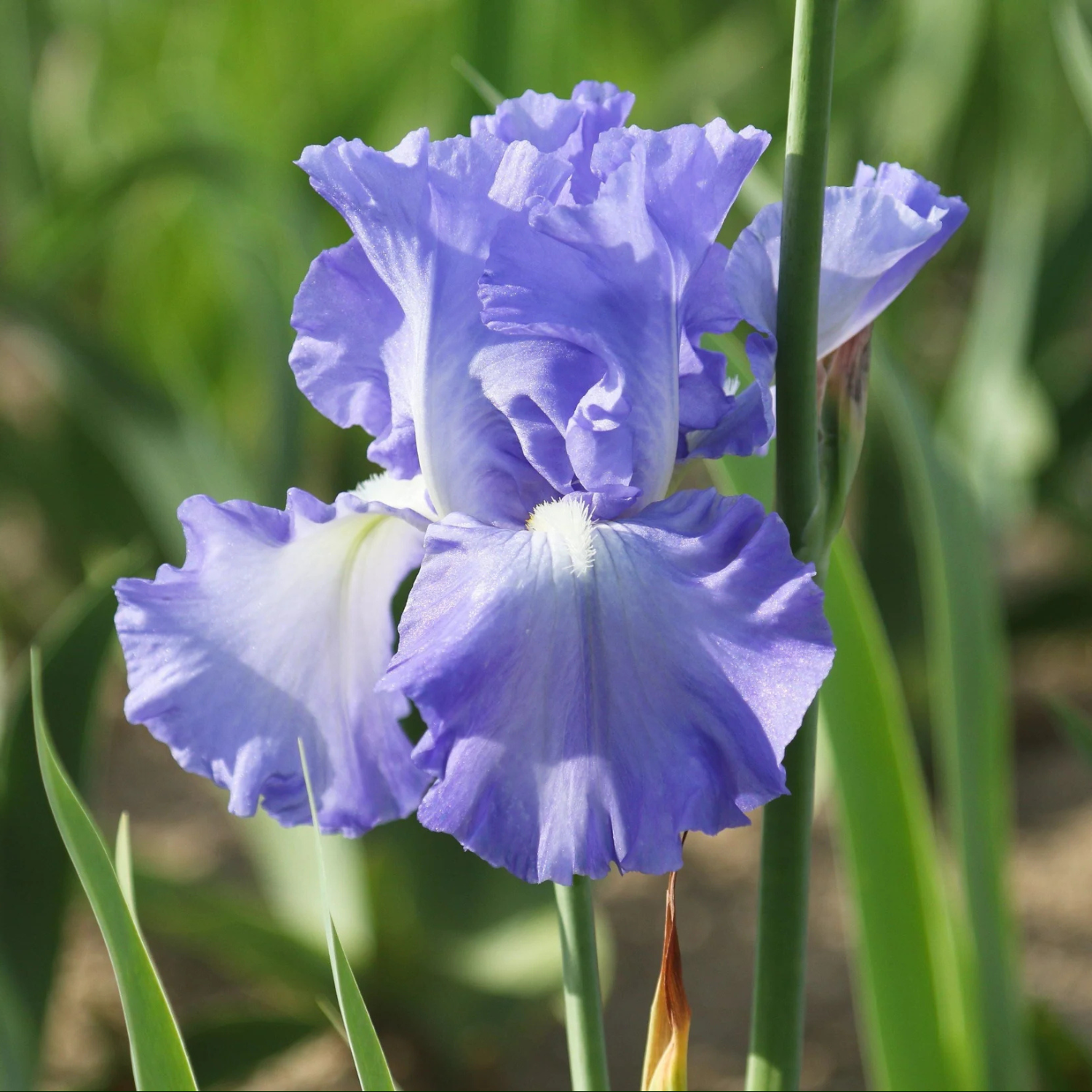 A close-up of a blooming blue-purple iris flower with ruffled petals, surrounded by green leaves and stems in a soft-focus outdoor setting.