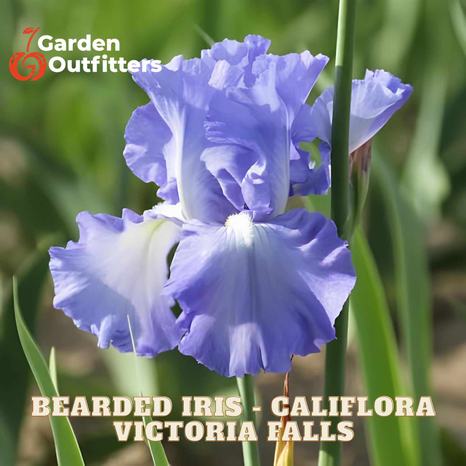 A close-up of a blooming bearded iris flower in soft lavender-blue tones with green leaves and stems in the background. Text at the bottom reads 'BEARDED IRIS - CALIFLORA VICTORIA FALLS' and the Garden Outfitters logo appears in the top left.