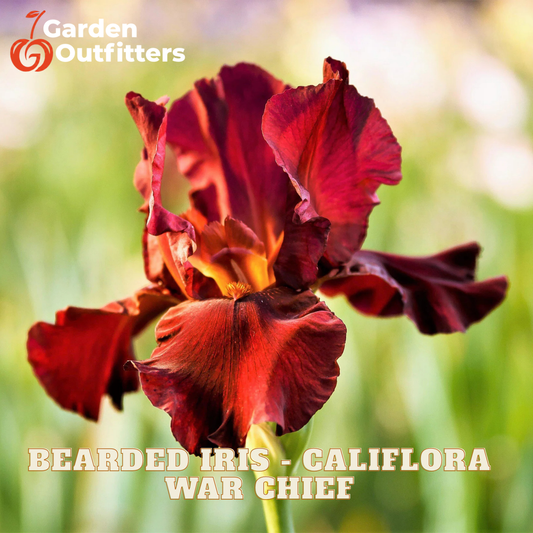 A close-up of a dark red bearded iris flower with yellow-orange center, set against a blurred green garden background. The text 'BEARDED IRIS - CALIFLORA WAR CHIEF' is displayed at the bottom, and the 'Garden Outfitters' logo is in the top-left corner.