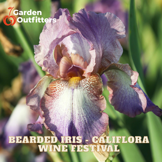 A close-up of a purple and white bearded iris flower with green foliage in the background, overlaid with the text 'BEARDED IRIS - CALIFLORA WINE FESTIVAL' and a Garden Outfitters logo.