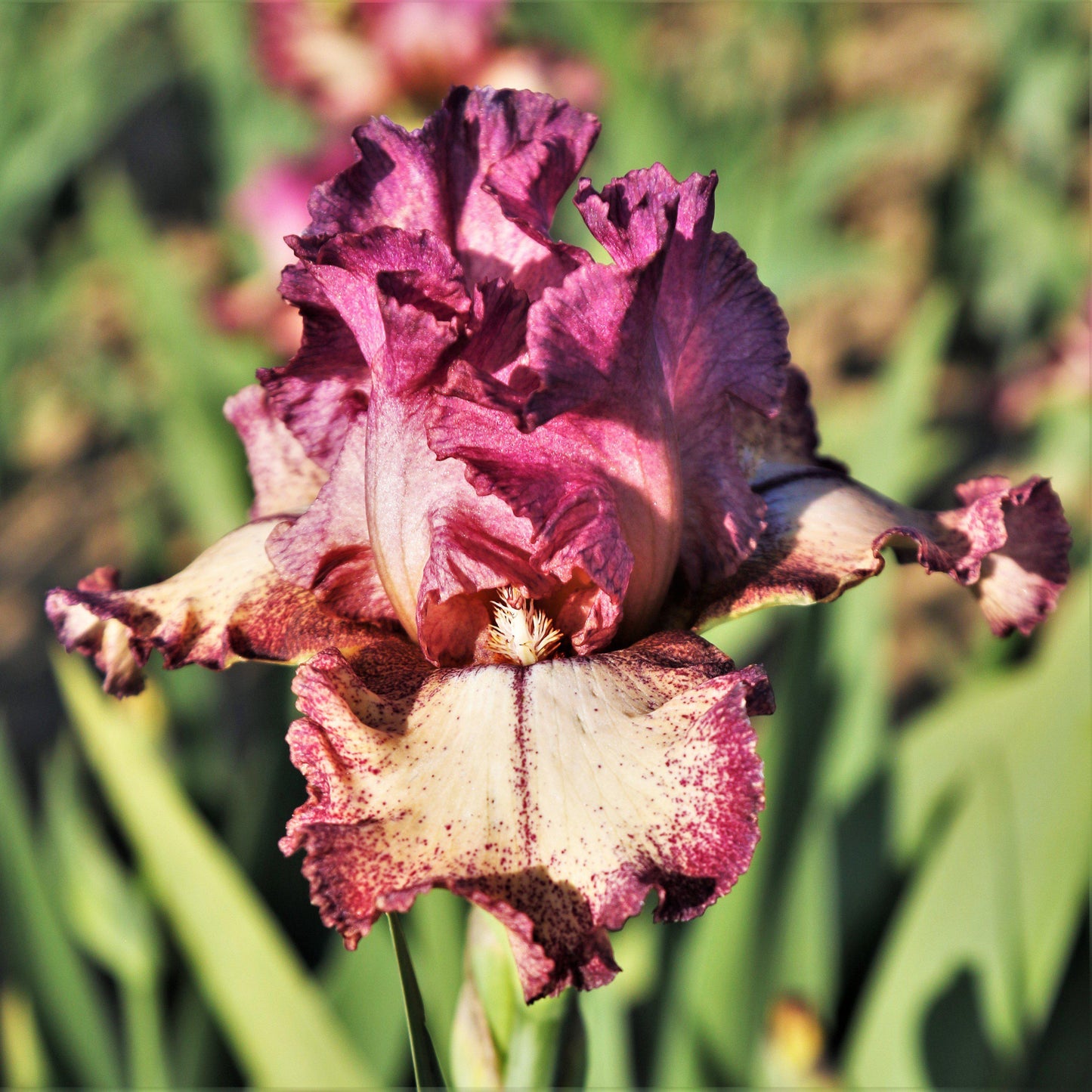 Rockstar Bearded Iris - Reblooming
