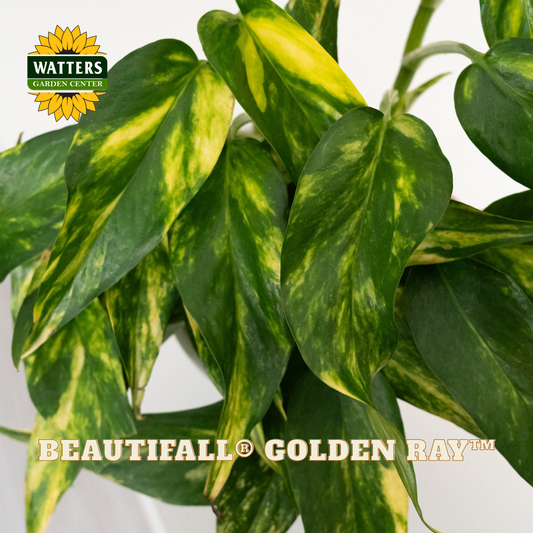 BeautiFall® Golden Ray™