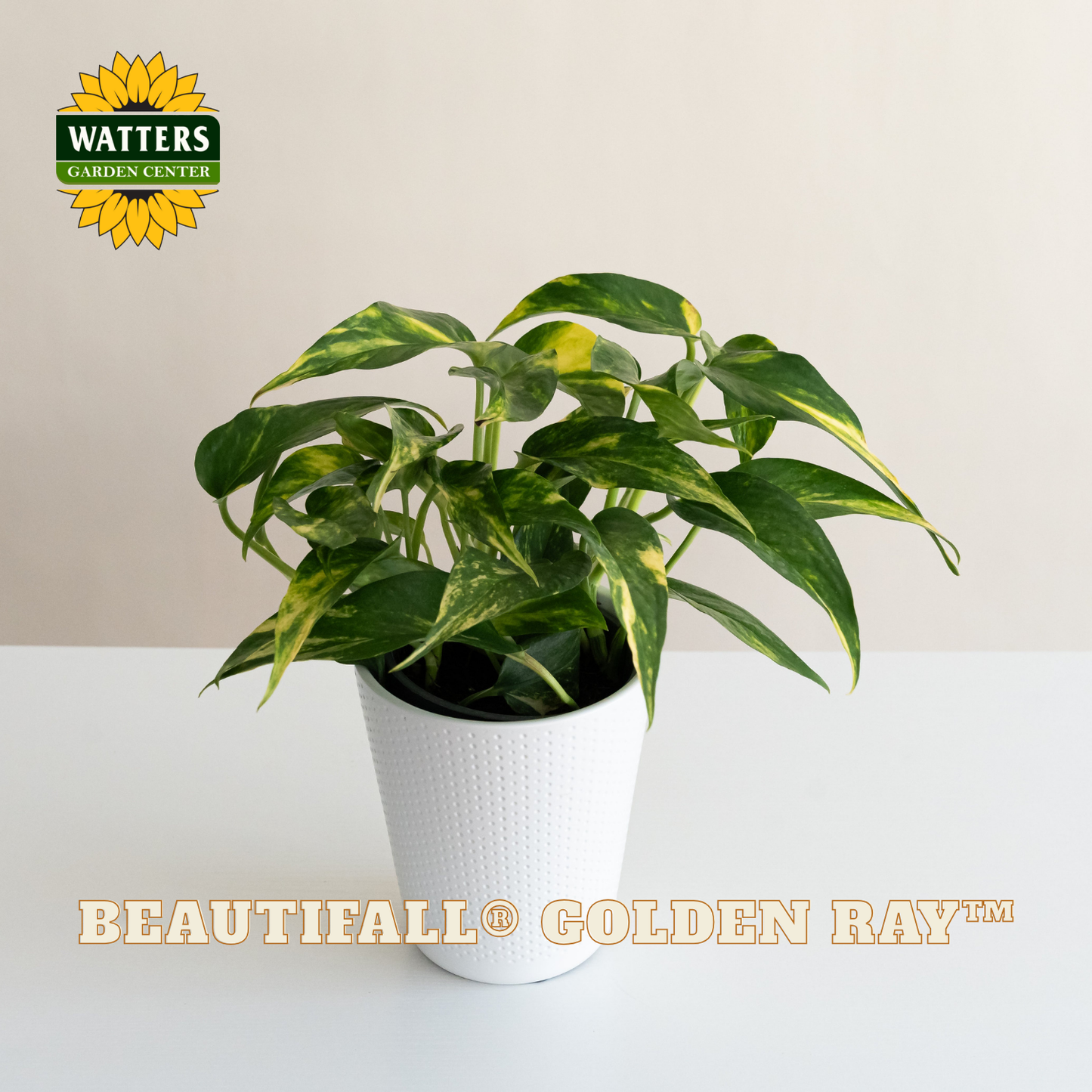 BeautiFall® Golden Ray™