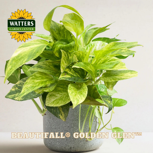 Potted plant with Watters Garden Center logo and 'Beautifall Golden Gleam' text.