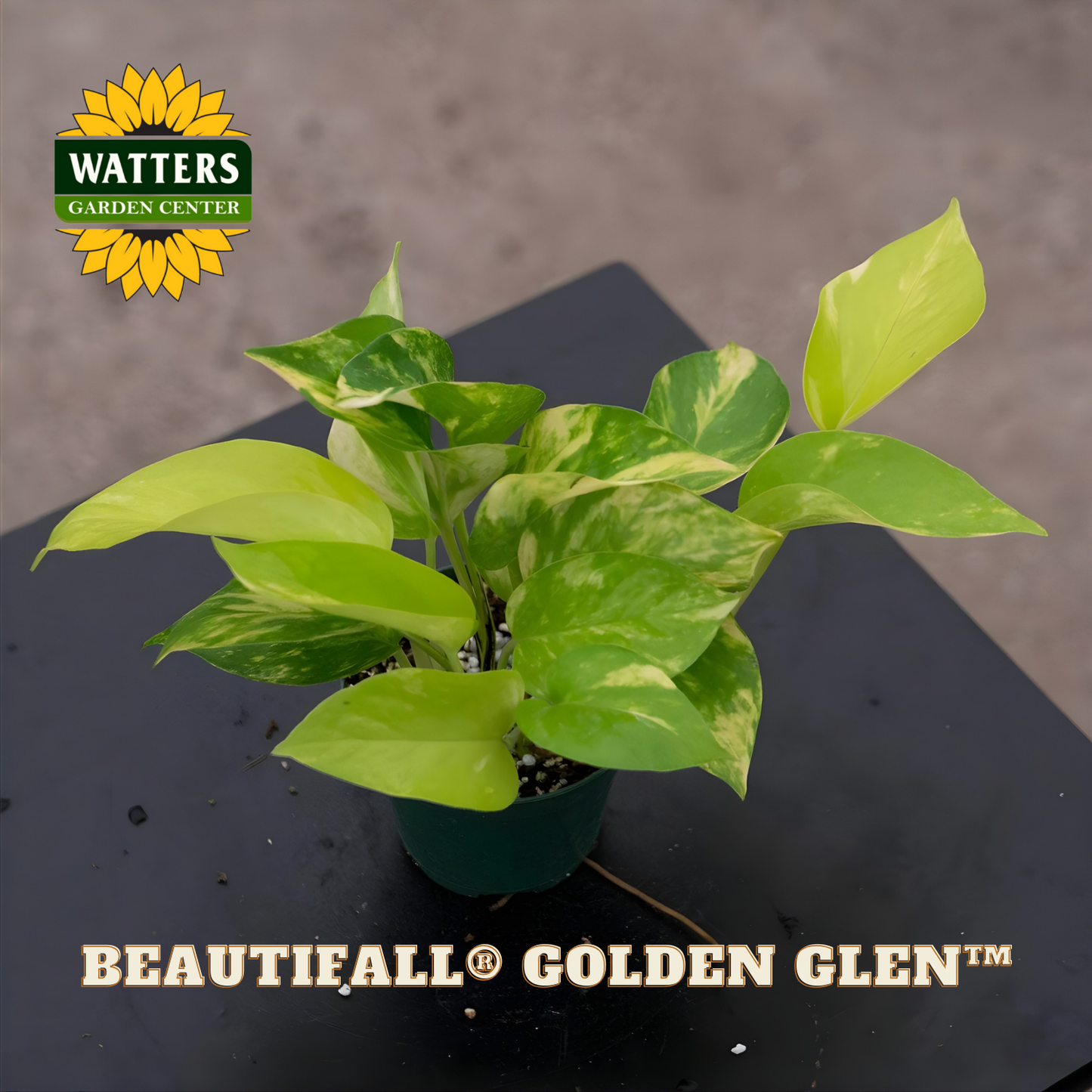 Potted plant with 'Watters Garden Center' logo and 'Beautifall Golden Glen' text on a dark surface.