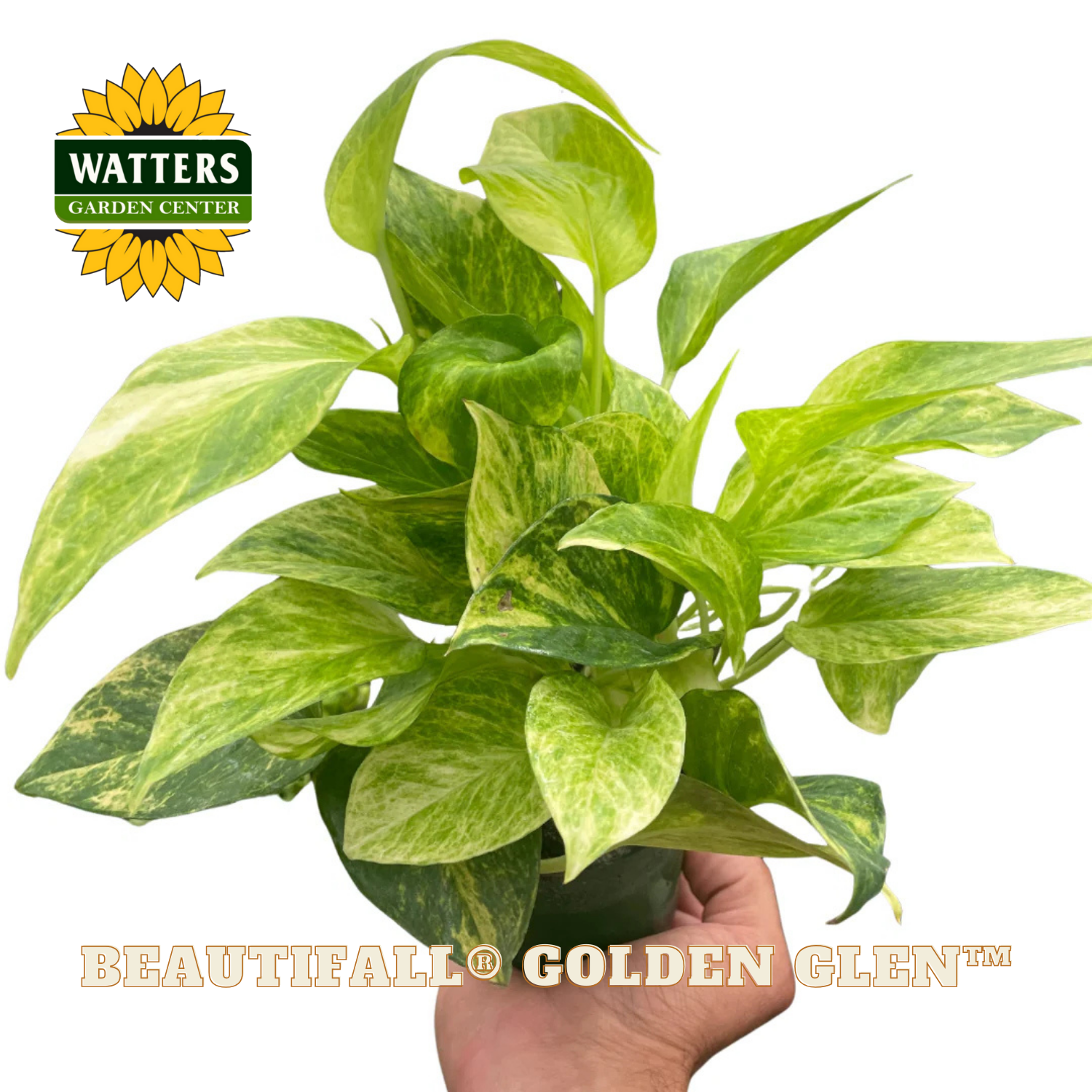 Potted plant with 'Watters Garden Center' logo and 'Beautiful Golden Gleam' text.