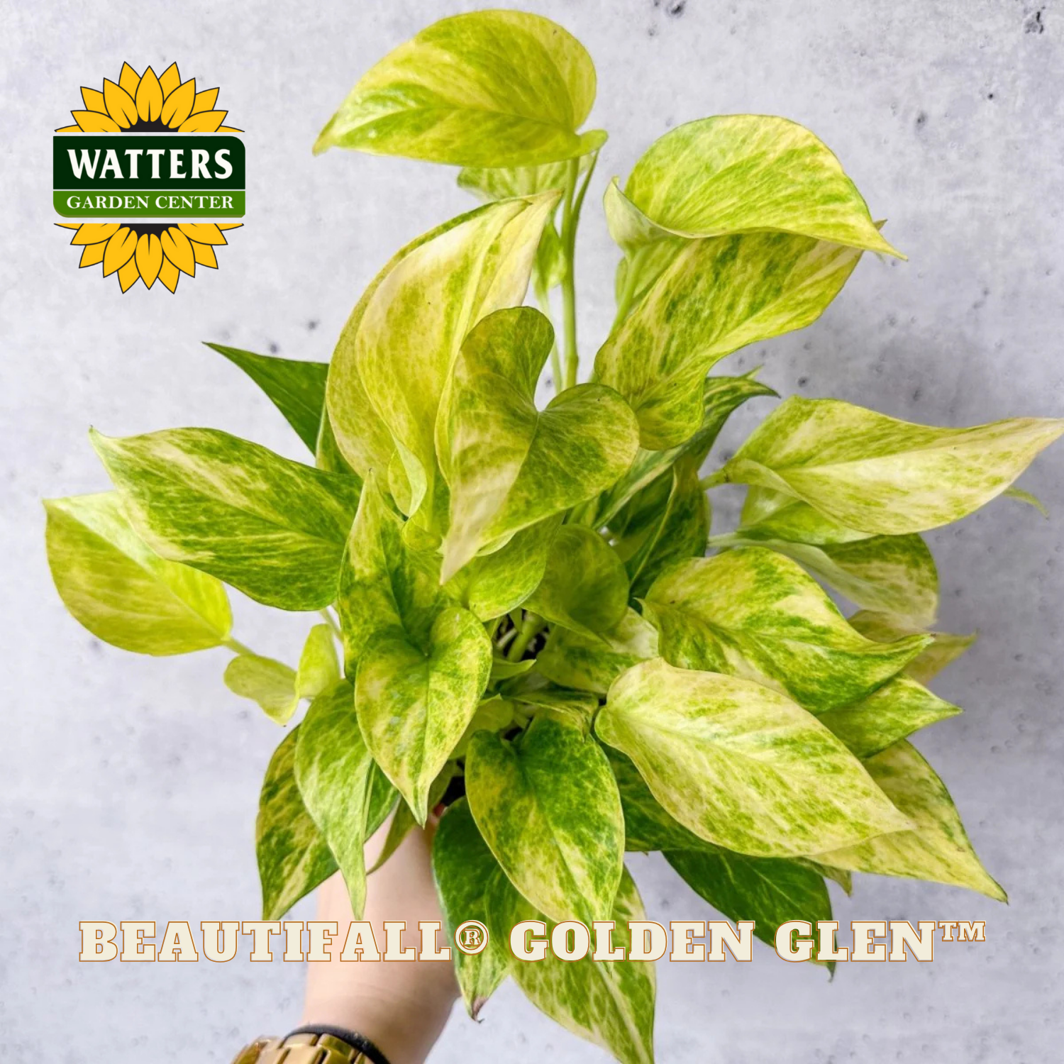 Potted plant with green and yellow leaves held by a hand, Watters Garden Center logo visible