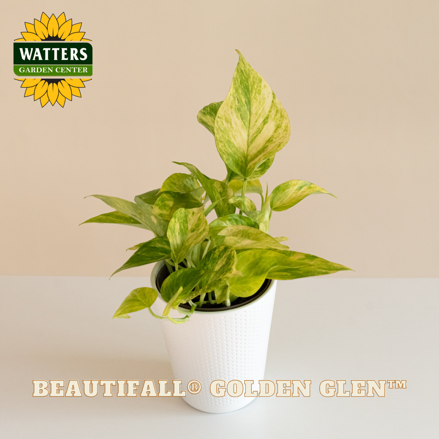 Potted plant with 'Watters Garden Center' logo and 'Beautifall Golden Clint' text on a beige background