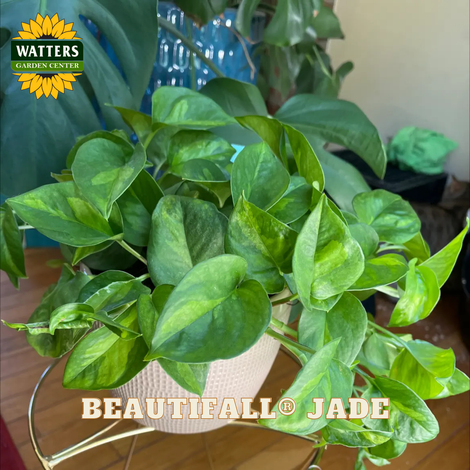 Green potted plant with 'Watters Garden Center' logo and 'Beautifall Jade' text.