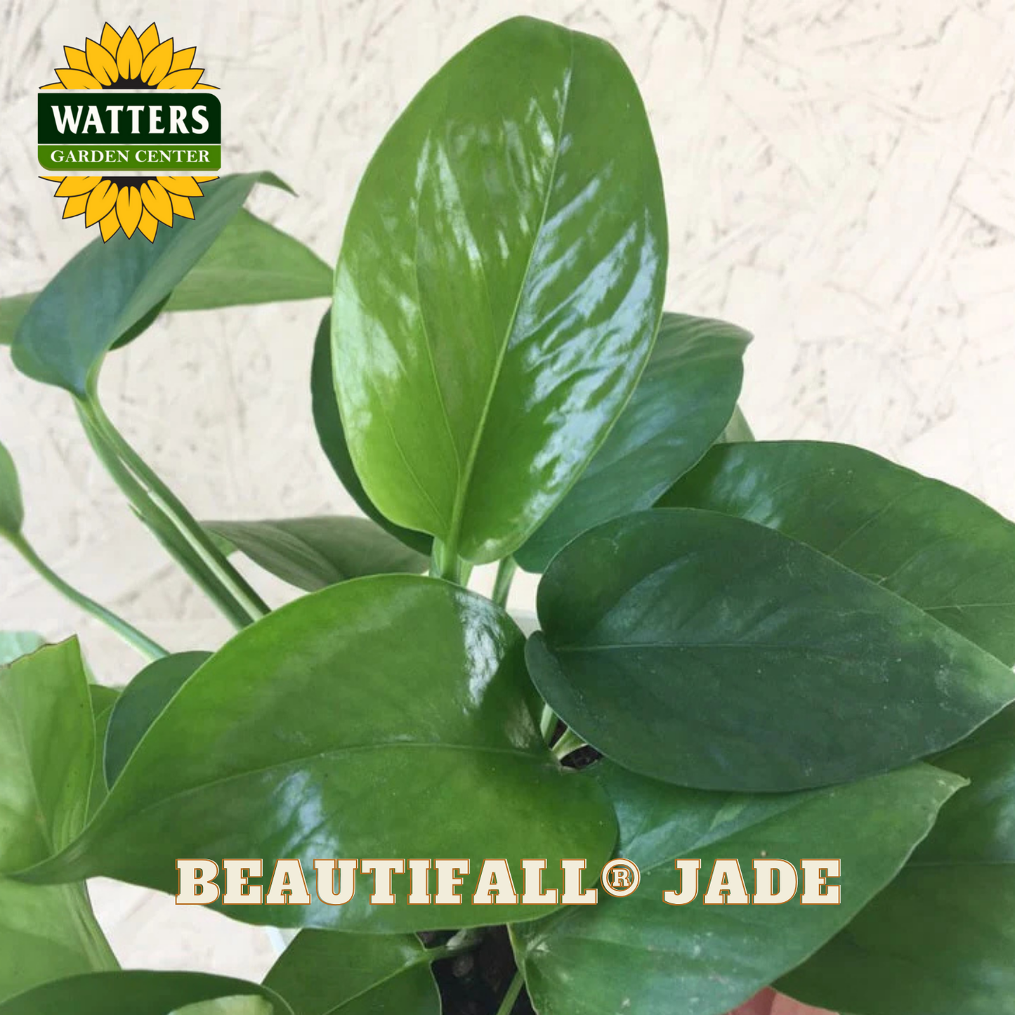 Green plant with 'Watters Garden Center' logo and 'Beautifall Jade' text on a textured background