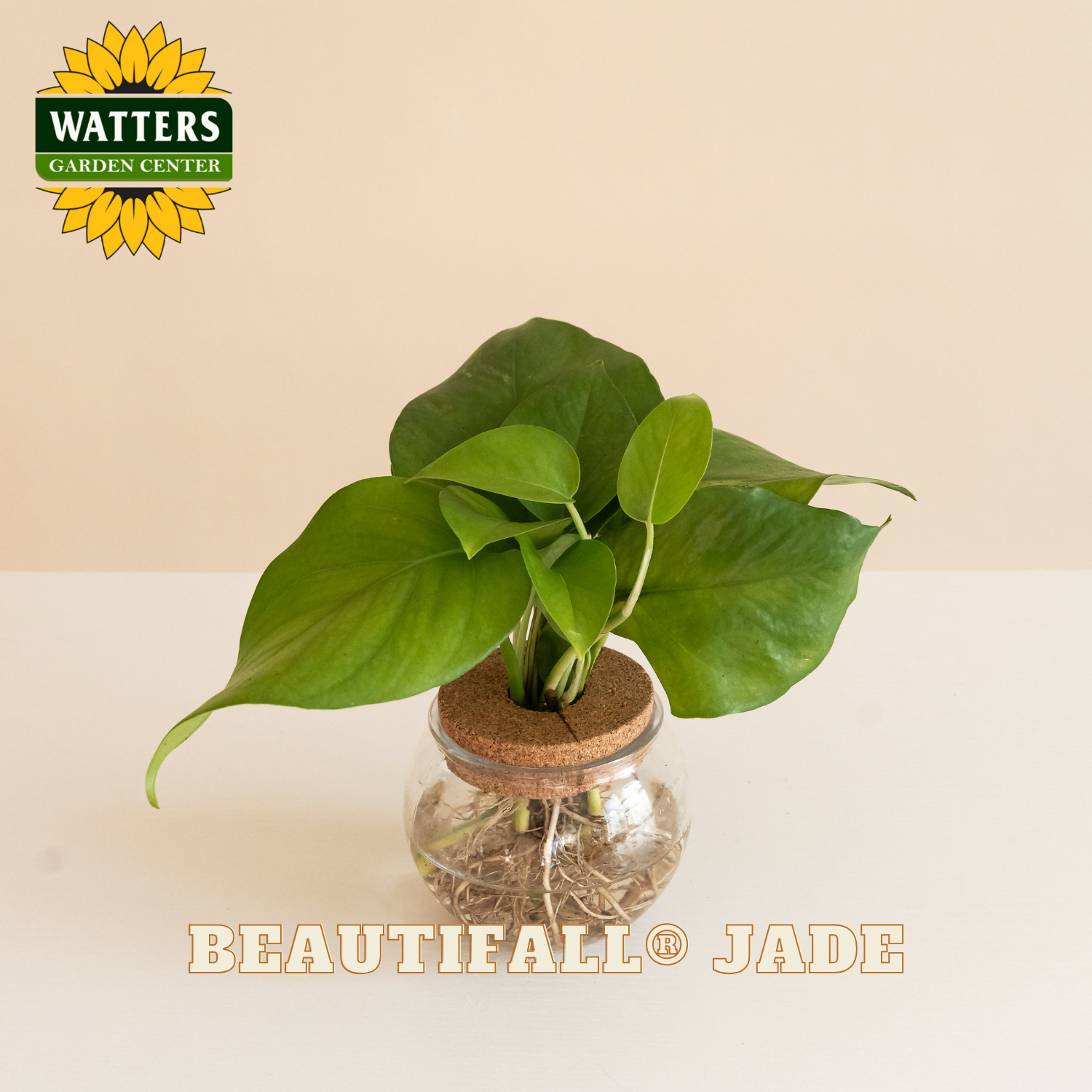 Green potted plant in a glass container with Watters Garden Center logo above.