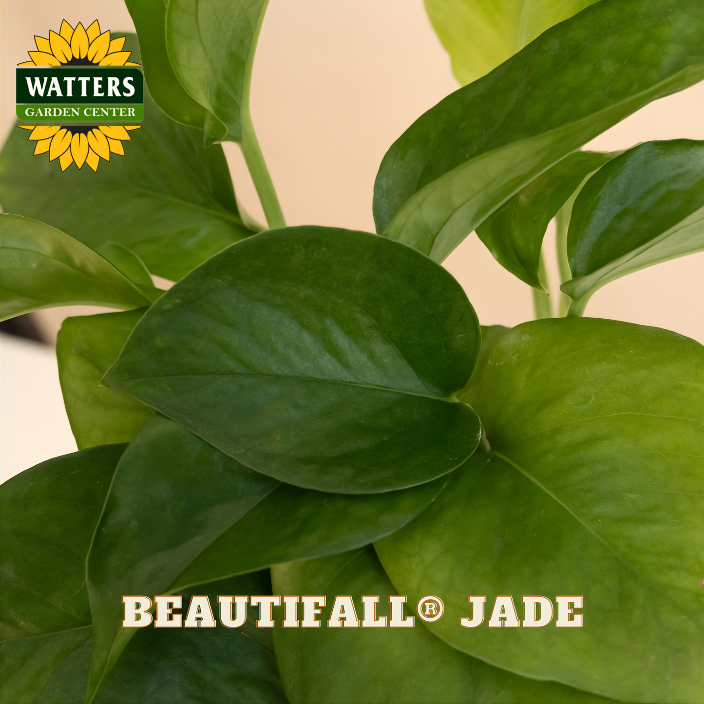 Close-up of a green plant with 'Watters Garden Center' logo and 'Beautifall Jade' text.