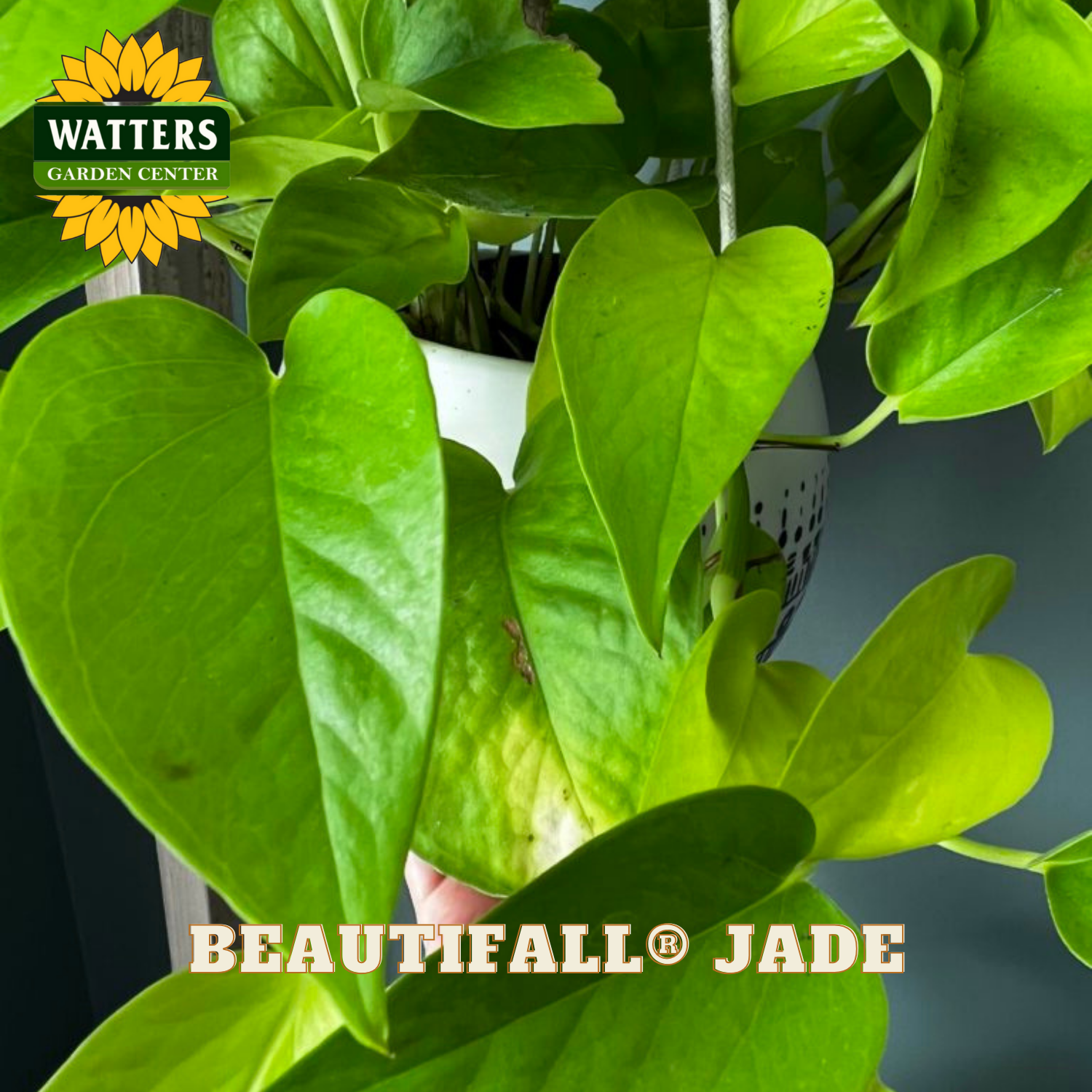 Green plant with 'Watters Garden Center' logo and 'Beautifall Jade' text.