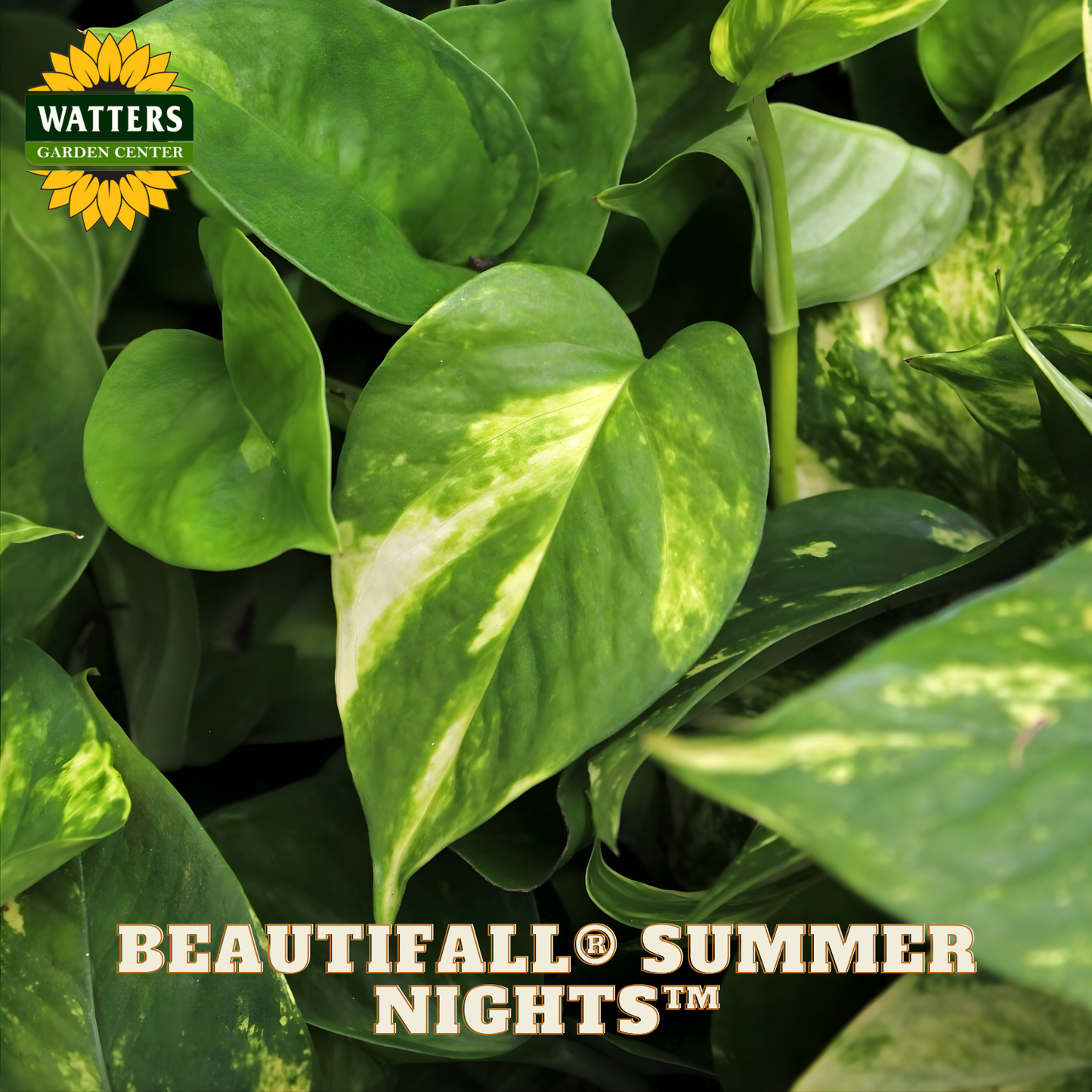 Green leaves with 'Watters Garden Center' logo and 'Beautifall Summer Nights' text.