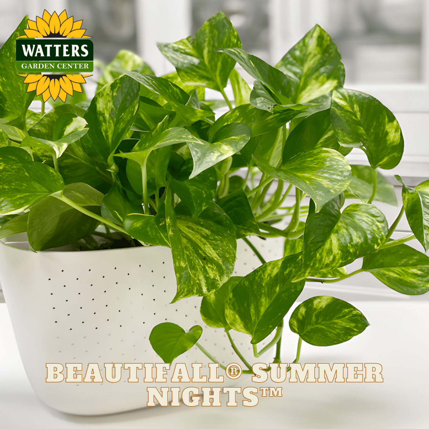 summer nights pothos care Beautifall® Summer Nights™