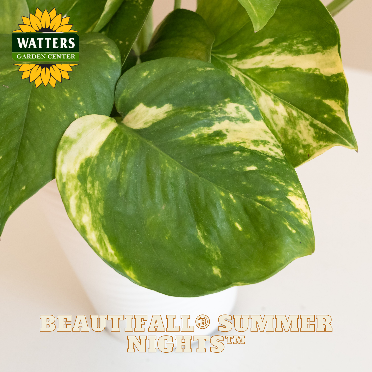 Close-up of a green leaf with gold speckles, branded with Watters Garden Center and 'Beautiful Summer Nights' text.