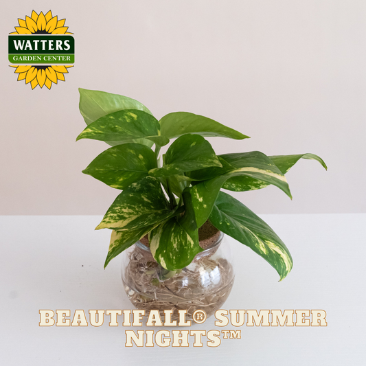 Potted plant with 'Watters Garden Center' logo and 'Beautifall Summer Nights' text on a light background