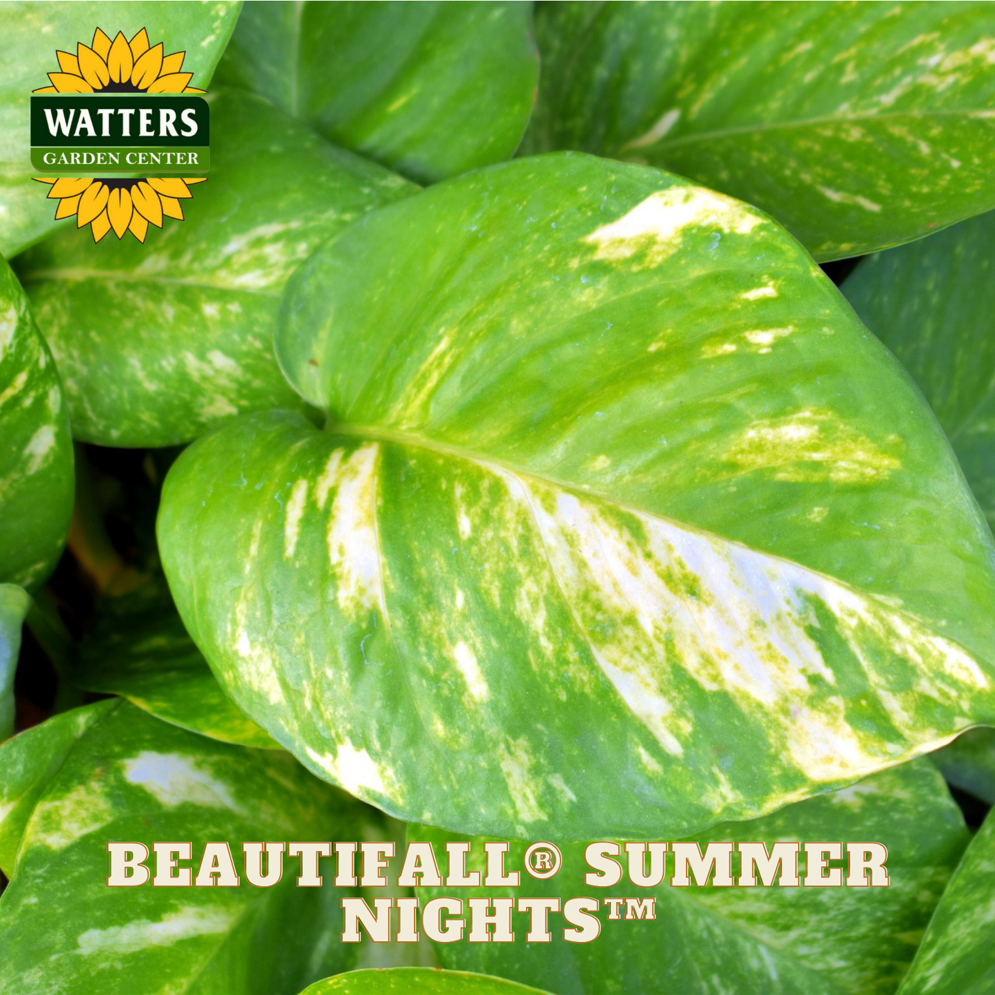 Close-up of a green leaf with white speckles, featuring Watters Garden Center logo and 'Beautifall Summer Nights' text.