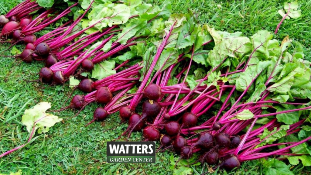 ASSORTED BEETS 6pk