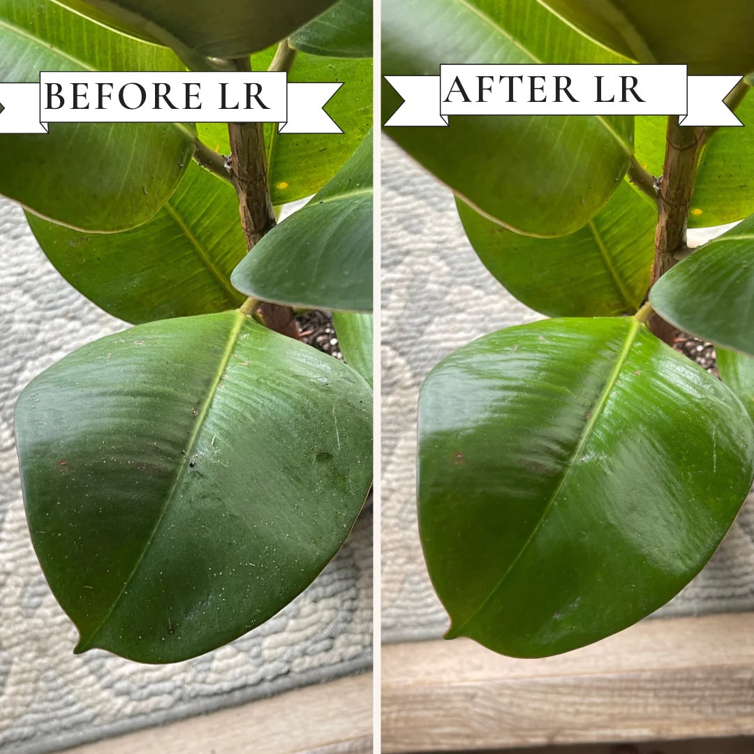LEAF RADIANCE PLANT SHINE & CLEANER 8oz