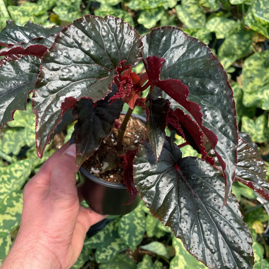 BLACK MAGIC BEGONIA 6in