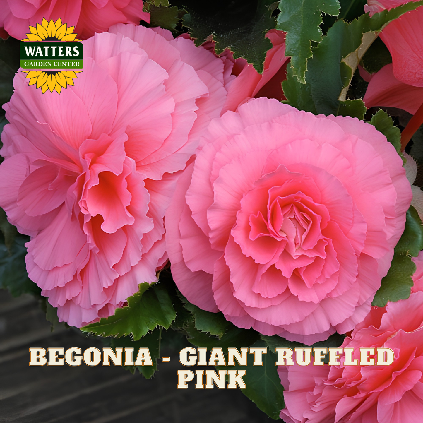 Pink begonia flowers with green leaves and Watters Garden Center logo.