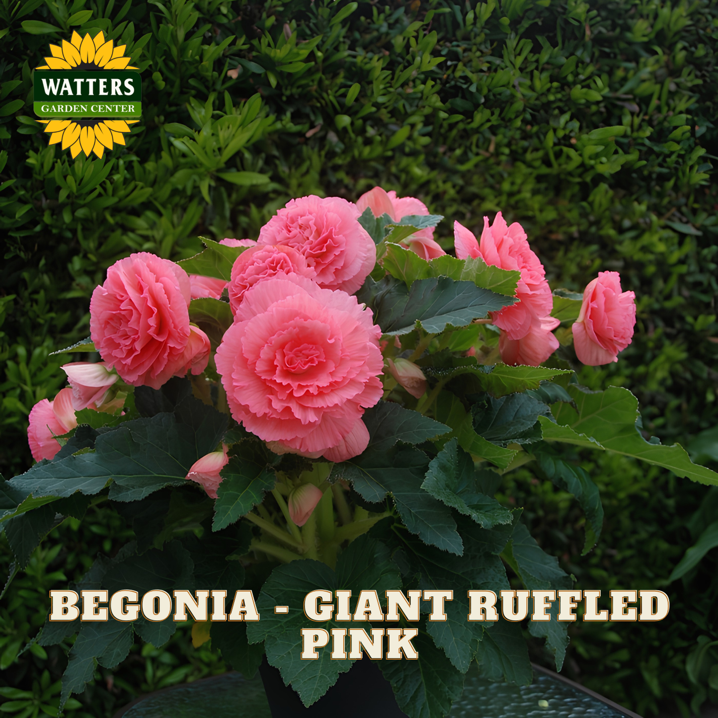 Begonia with pink flowers and green leaves, labeled 'Watters Garden Center' on a blurred green background.