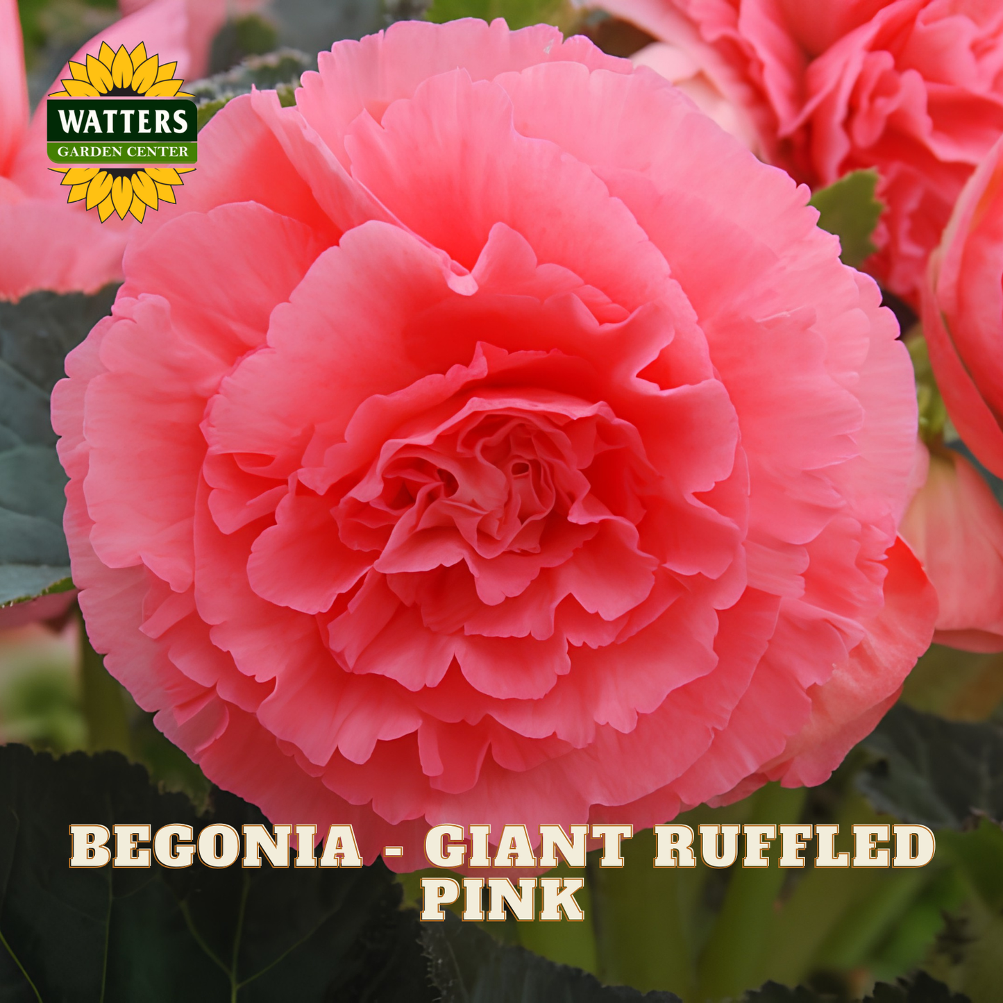 Pink begonia with 'Watters Garden Center' logo and text 'Begonia - Giant Ruffled Pink'.