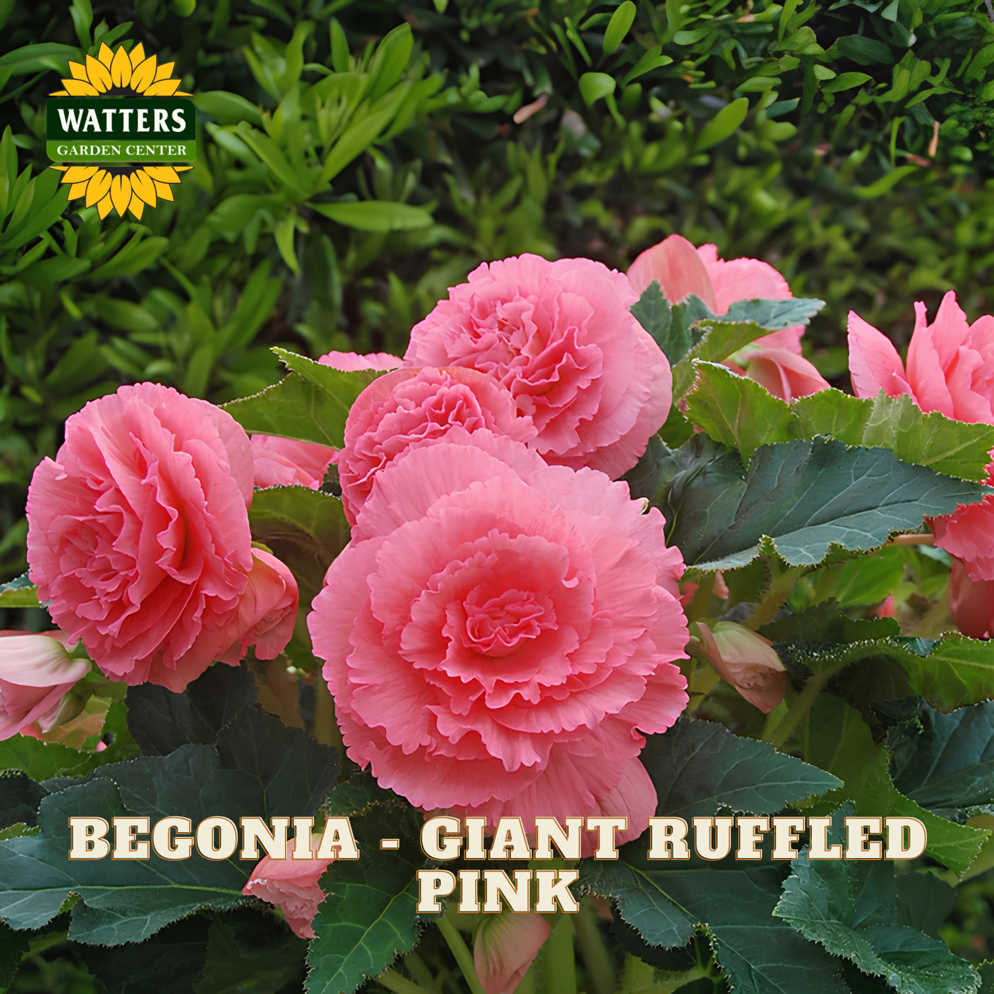 Pink begonia with green leaves and Watters Garden Center logo.