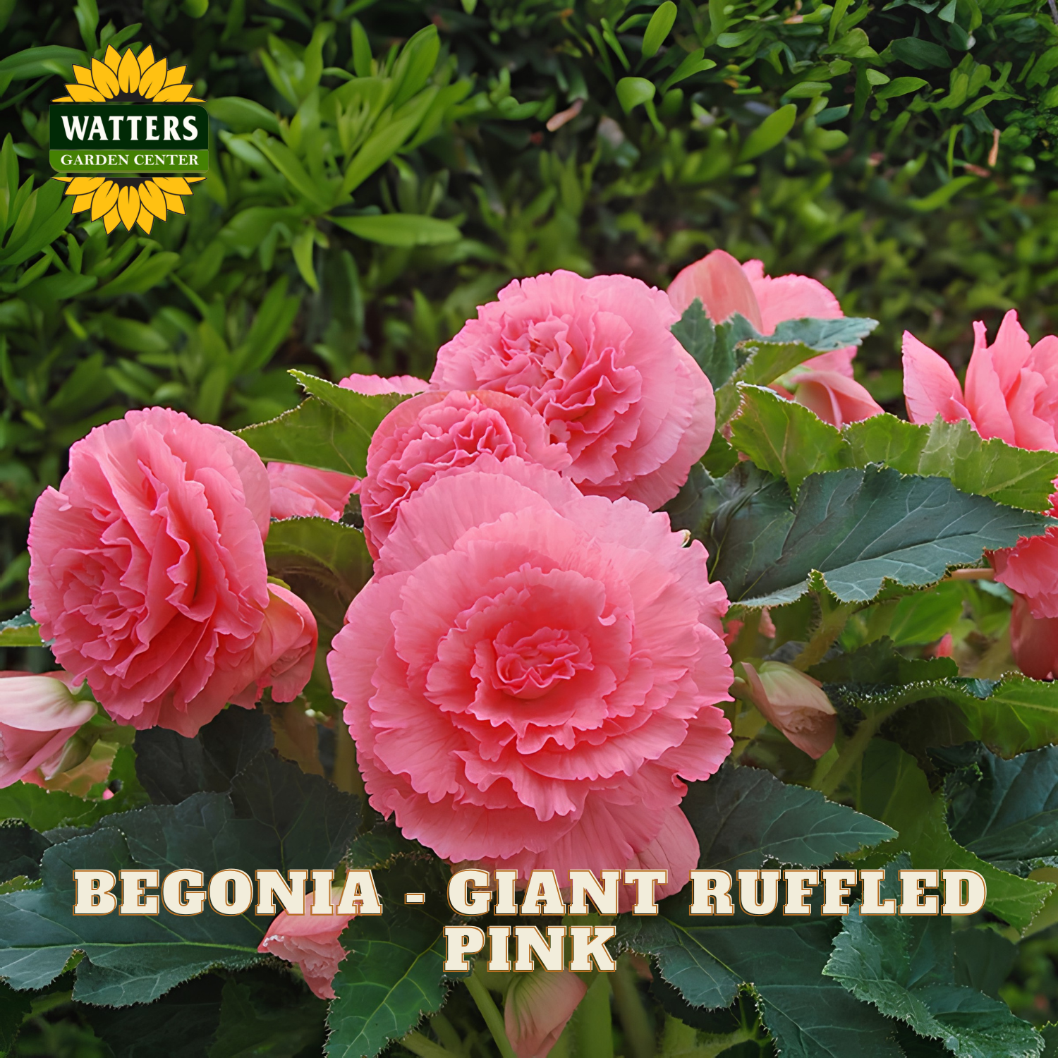 Pink begonia with green leaves and Watters Garden Center logo.