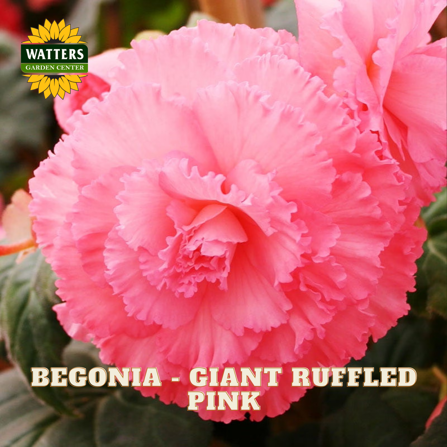 Close-up of a pink begonia with 'Watters Garden Center' logo.