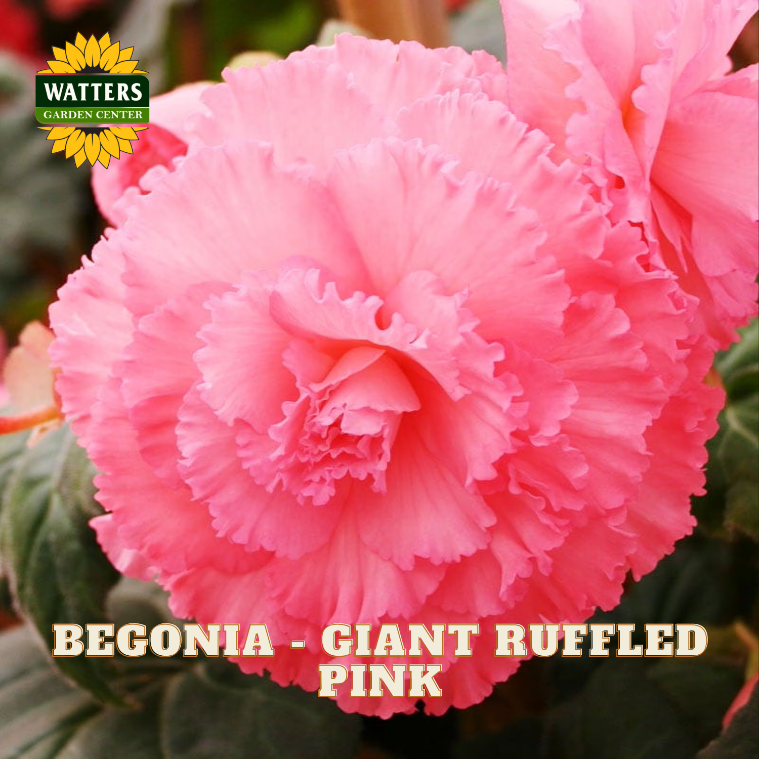 Close-up of a pink begonia with 'Watters Garden Center' logo.