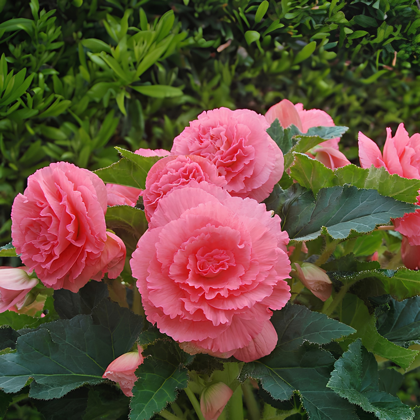 Pink flowers with green leaves in a garden setting
