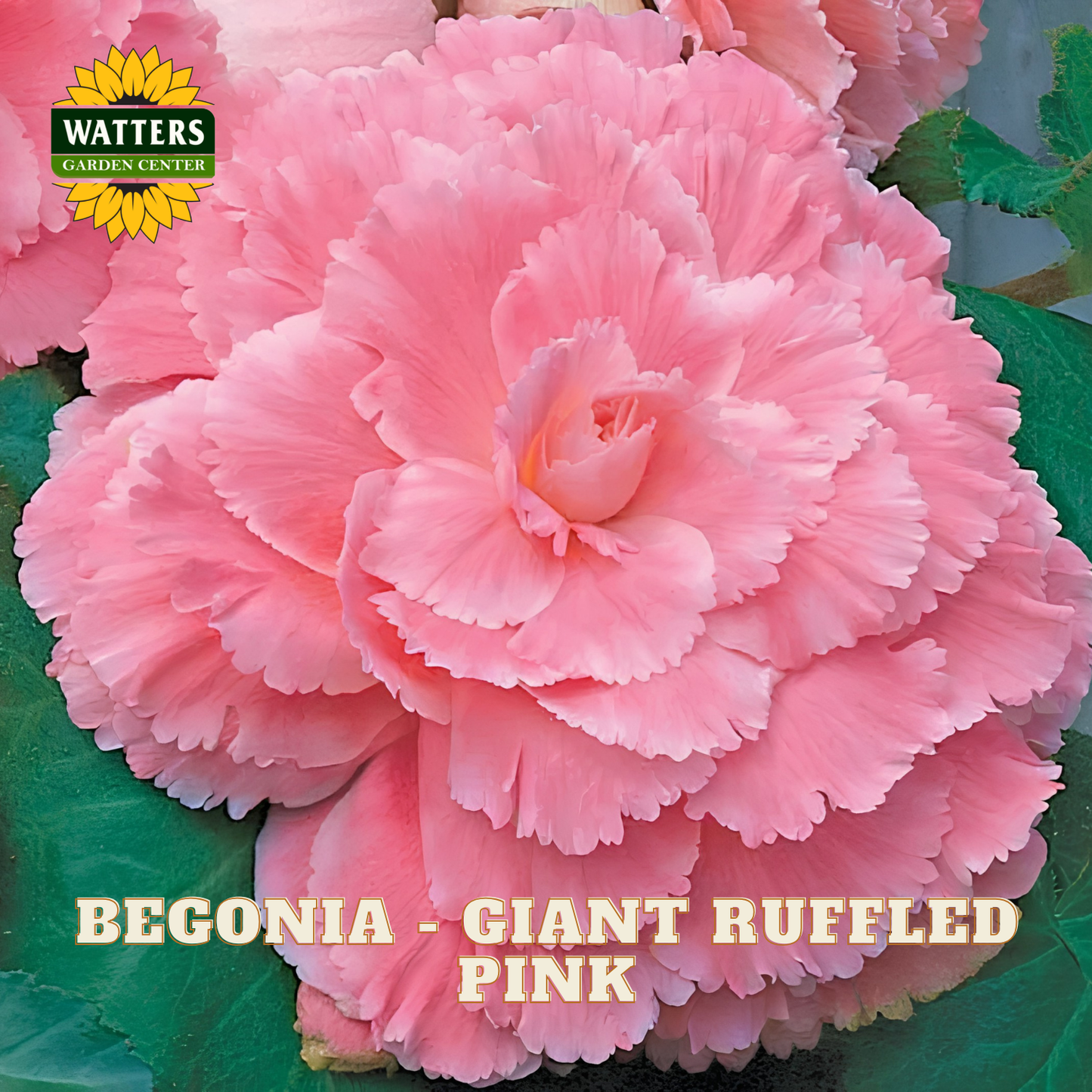 Pink begonia with green leaves and Watters Garden Center logo.