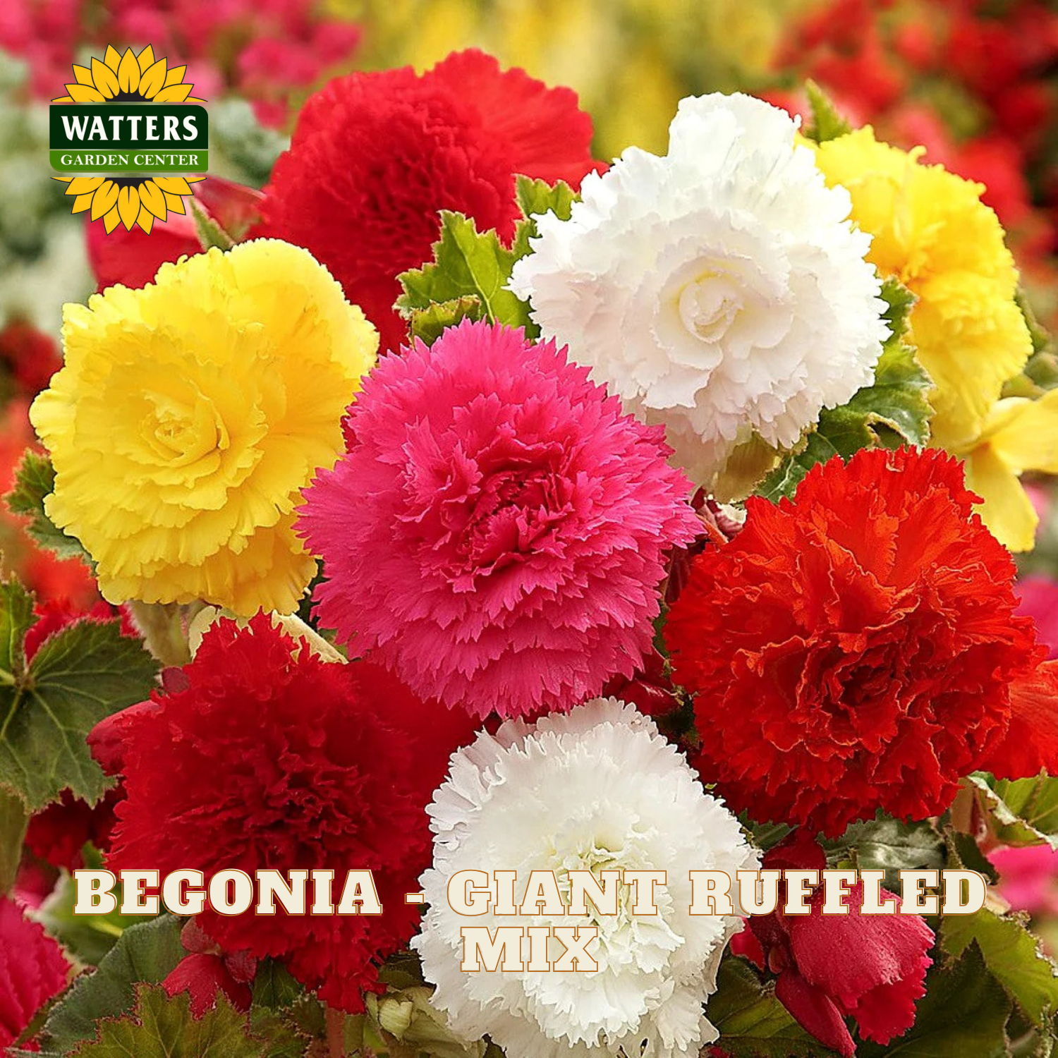 Begonia flowers in red, yellow, and white with Watters Garden Center logo.