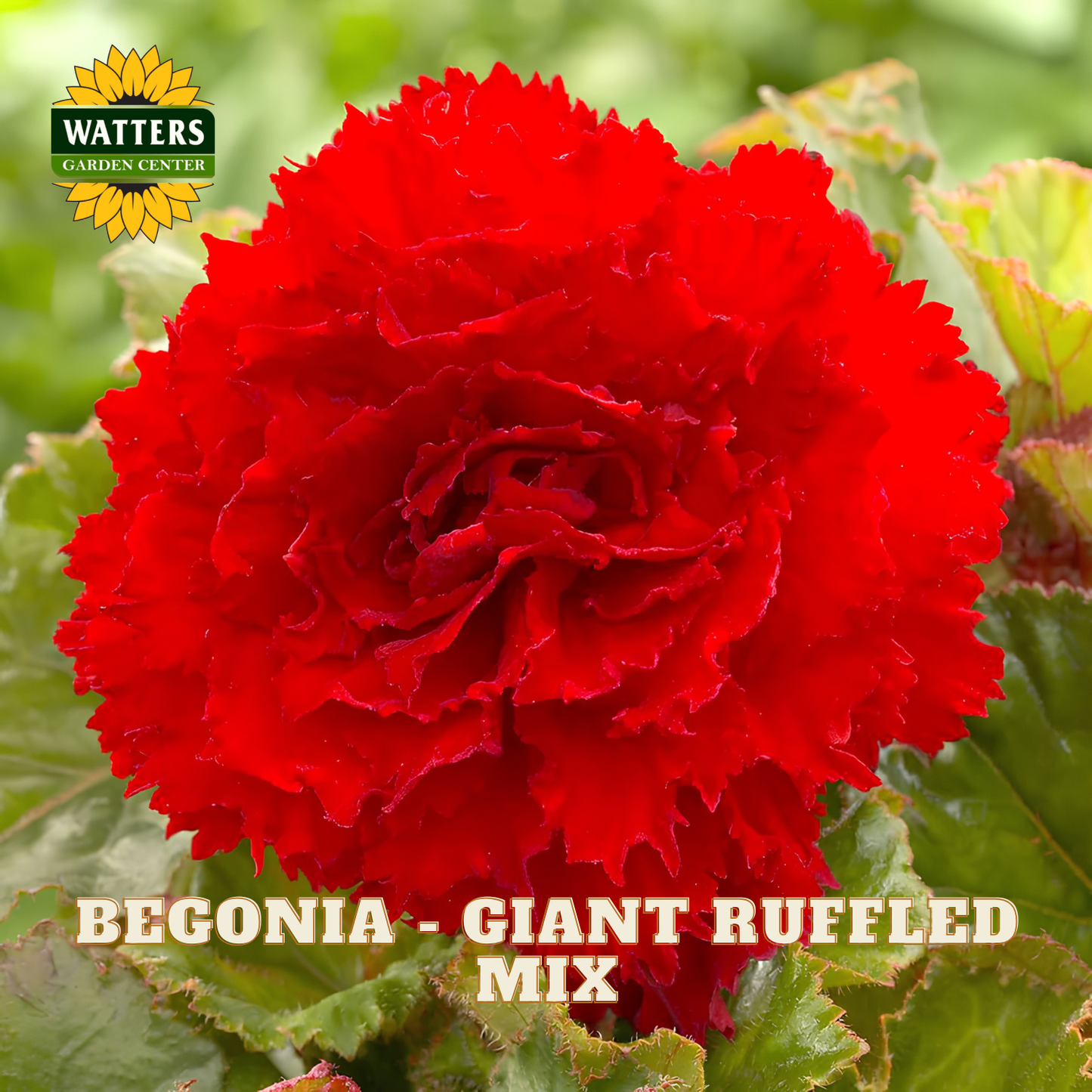 Red begonia with green leaves and Watters Garden Center logo.