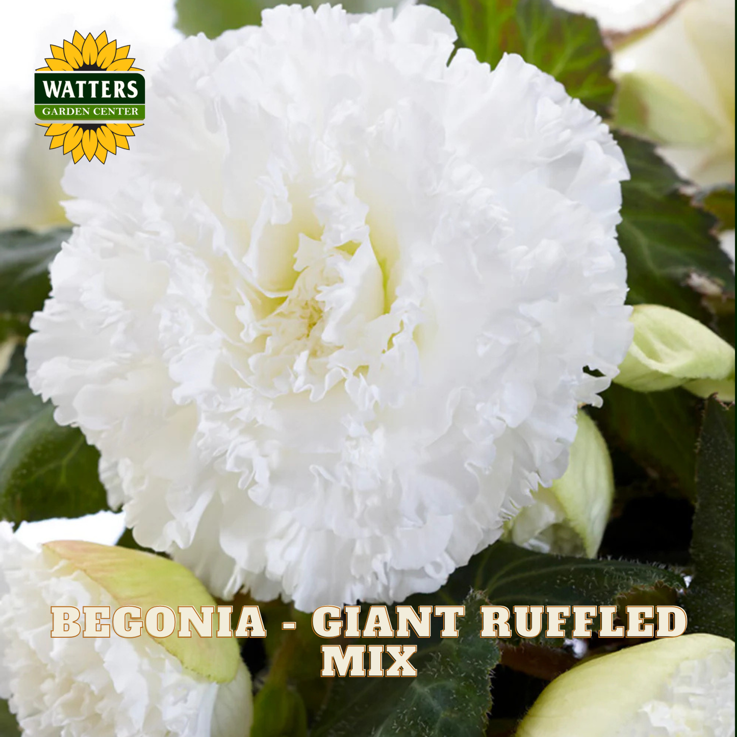 White ruffled begonia flower with green leaves, Watters Garden Center logo.