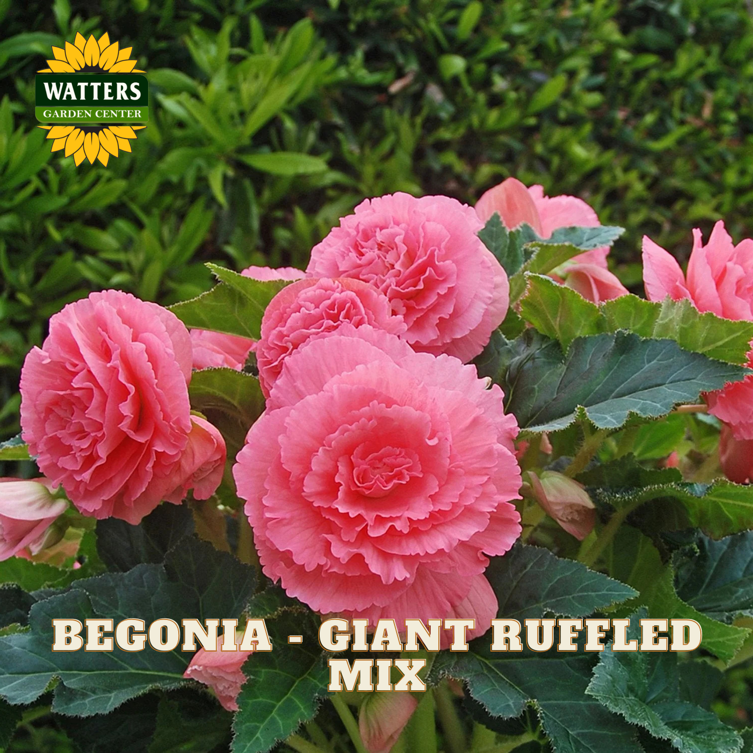 Pink begonia flowers with green leaves and Watters Garden Center logo.