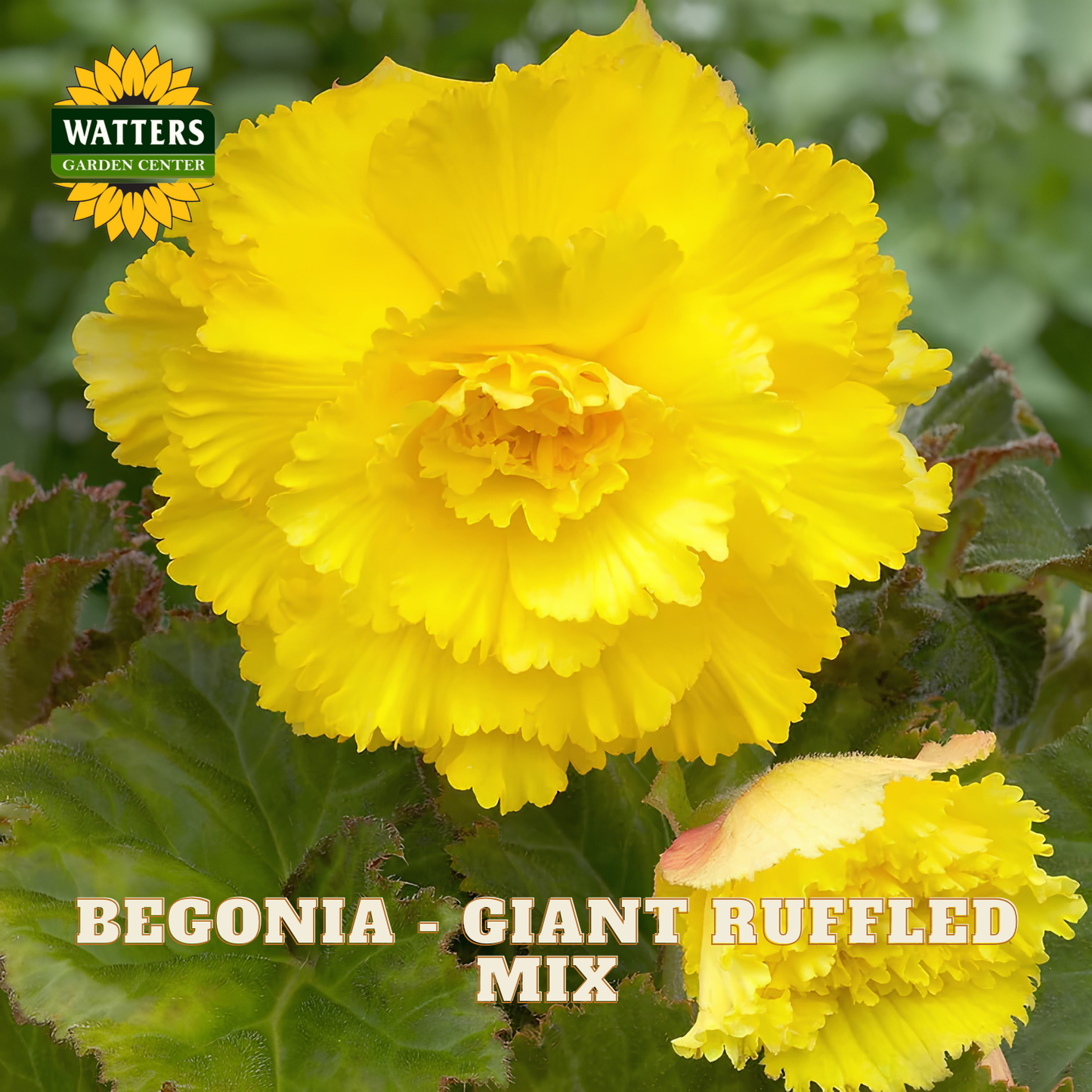 Yellow begonia with green leaves and Watters Garden Center logo.