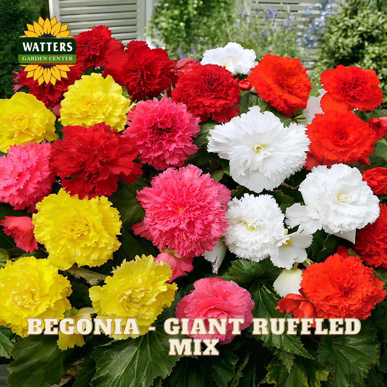 Colorful begonia flowers including red, yellow, pink, and white with Watters Garden Center logo.