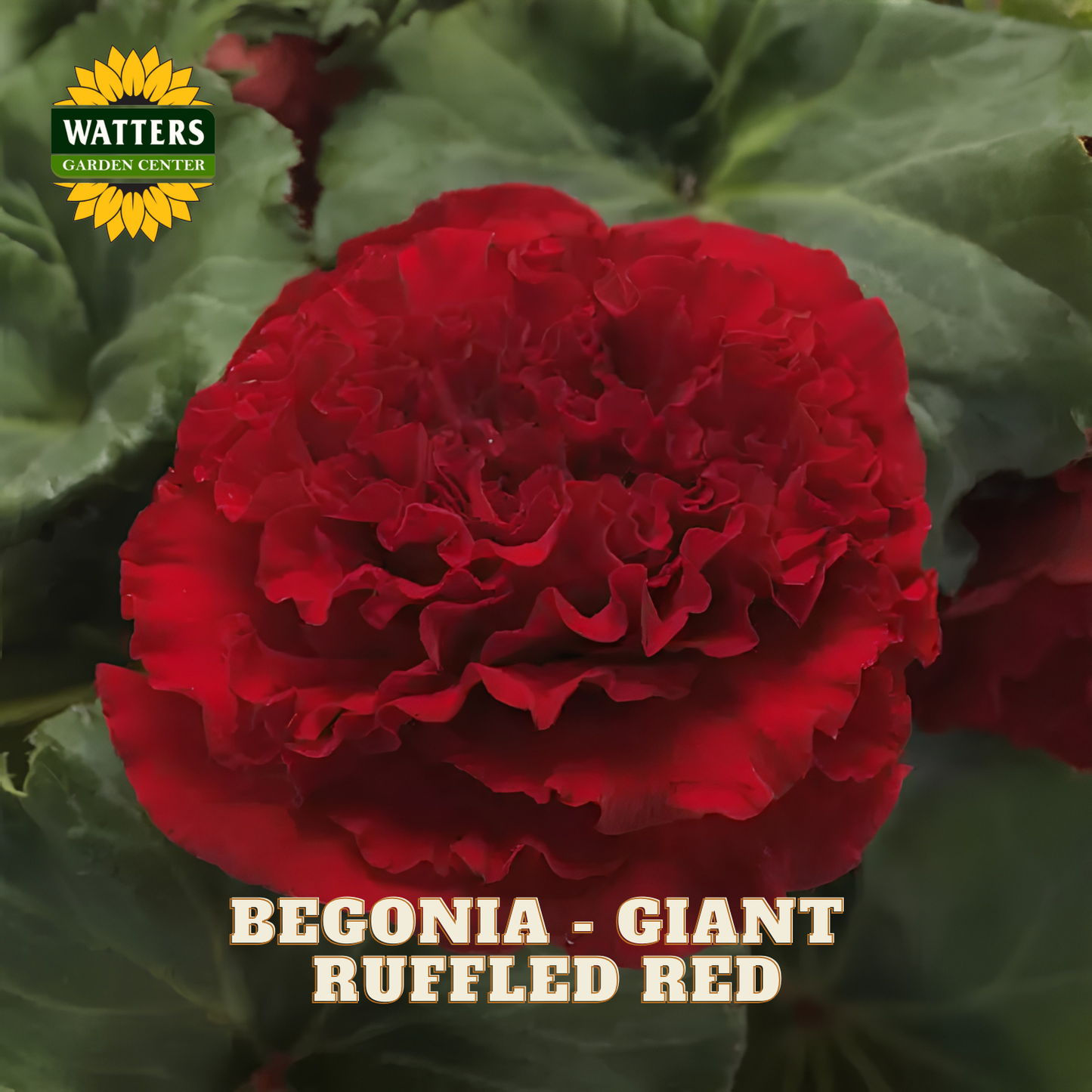 Red ruffled begonia with green leaves and Watters Garden Center logo.