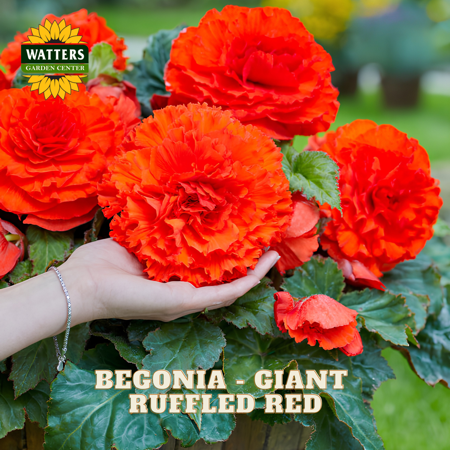 Hand holding a red begonia plant with Watters Garden Center branding.