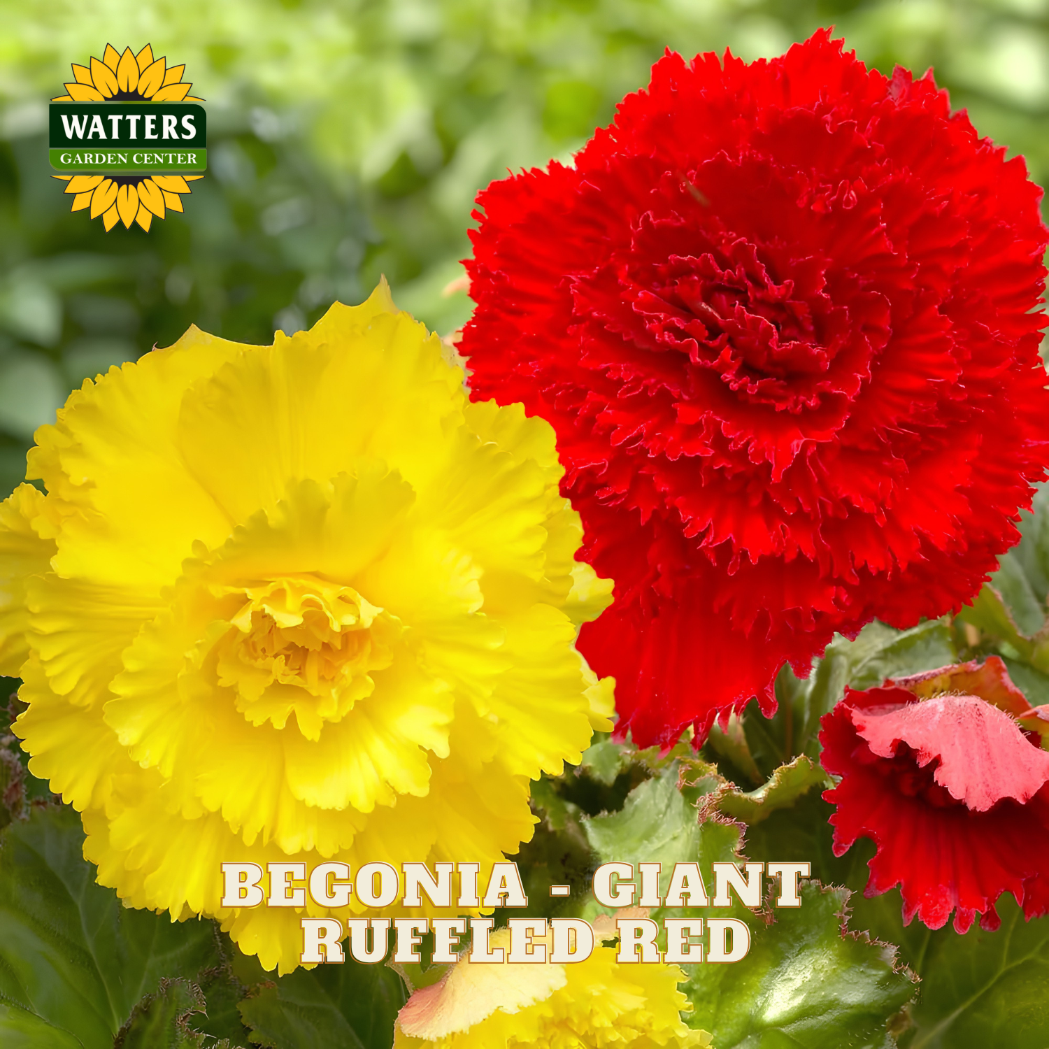 Two begonias, one yellow and one red, with 'Watters Garden Center' logo.
